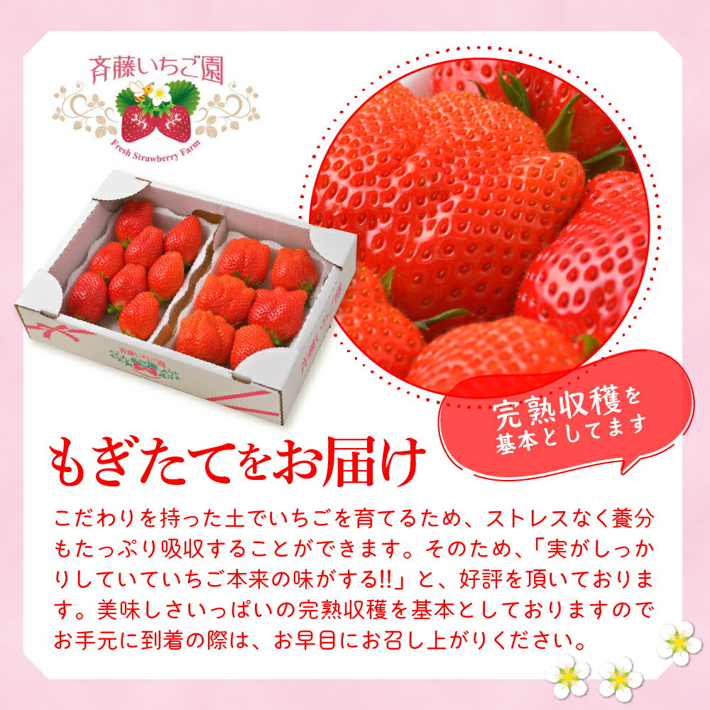 【ふるさと納税】【 先行予約 】 いちご 「 やよいひめ 」約350g《 選べる 2パック 4パック 6パック /1月 2月 3月 4月 5月 》 群馬県 千代田町 完熟収穫 新鮮 数量限定 甘い イチゴ 苺 贈答 贈り物 ギフト プレゼント 果物 フルーツ 2026年産 配送時期が選べる サムネイル3
