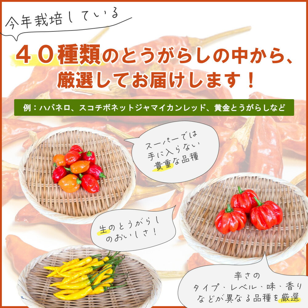 【ふるさと納税】【十色とうがらしファーム】とうがらし　＜激辛＞品種詰合せ　【11100-0806】 唐辛子 トウガラシ セット スパイス 香辛料 さいたま市 埼玉県 送料無料 ギフト プレゼント サムネイル2