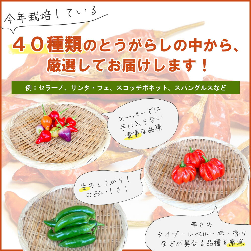 【ふるさと納税】【十色とうがらしファーム】世界のとうがらし詰合せ＜南米＞　【11100-0810】 唐辛子 トウガラシ セット スパイス 香辛料 さいたま市 埼玉県 送料無料 ギフト プレゼント サムネイル2