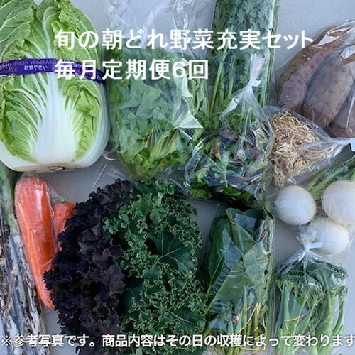 旬の朝どれ野菜充実セット×6回 ／ やさい 朝採れ 埼玉県