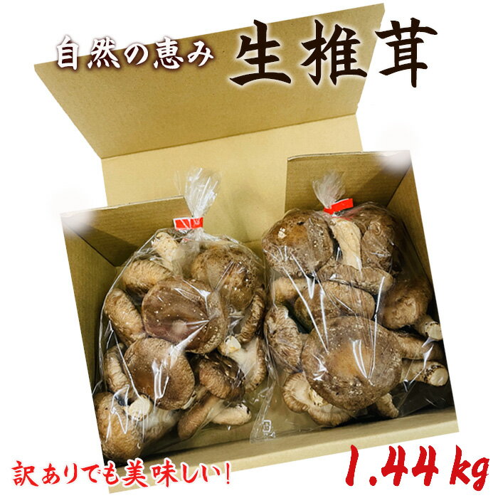 訳ありでも美味しい！自然の恵み生椎茸1.44kg ／ しいたけ 野菜 煮物 鍋 栄養 送料無料 埼玉県 No.468