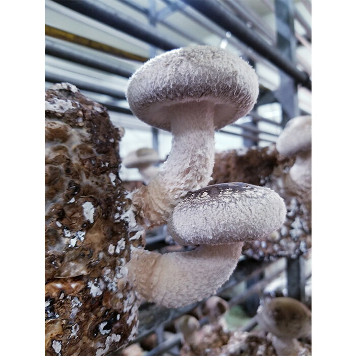 【ふるさと納税】訳ありでも美味しい！自然の恵み生椎茸1.44kg ／ しいたけ 野菜 煮物 鍋 栄養 送料無料 埼玉県 No.468 - 画像3