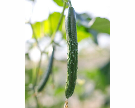 【ふるさと納税】 【約2kg】【高級ブランドきゅうり】秩父きゅうり ／ 野菜 キュウリ 胡瓜 きゅうり ブランドきゅうり みずみずしい 歯切れ 甘み 旨味 新鮮 野菜セット 朝採れ 食卓 サラダ 料理素材 夏野菜 埼玉県 特産 No.216 - 画像2