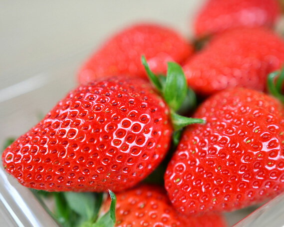 【ふるさと納税】 秩父のやよいひめ　4パック ／ やよいひめ 甘い ジューシー 食べ応え 新鮮 朝食 おやつ 4パック 果物 冷蔵 冷蔵便 農園直送 苺 イチゴ いちご 果物 フルーツ 送料無料 埼玉県 No.214 - 画像2