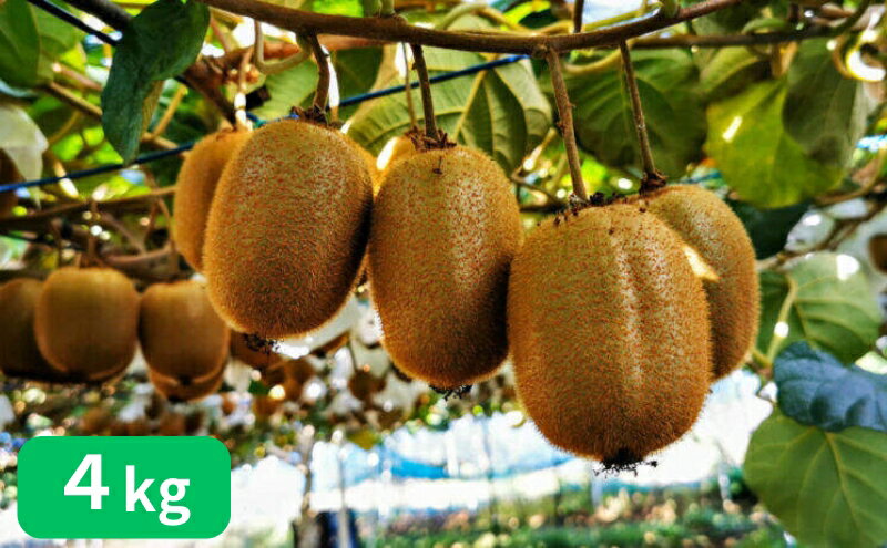 【ふるさと納税】山下果樹園のキウイフルーツ【ヘイワード】4kg[52210463]　お届け：2025年11月下旬～2026年1月上旬 サムネイル2