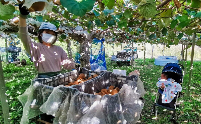 【ふるさと納税】山下果樹園のキウイフルーツ【ヘイワード】4kg[52210463]　お届け：2025年11月下旬～2026年1月上旬 サムネイル3