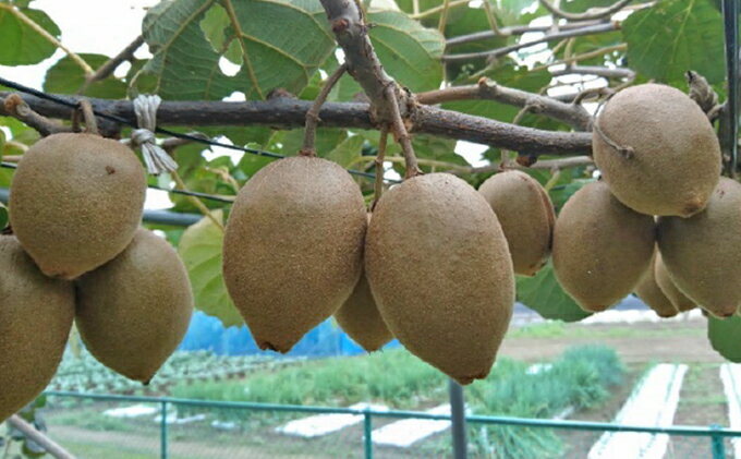 【ふるさと納税】マキノキ園の極甘ゴールドキウイ【東京ゴールド】2kg箱[52210634]　お届け：11月上旬～12月上旬まで サムネイル3