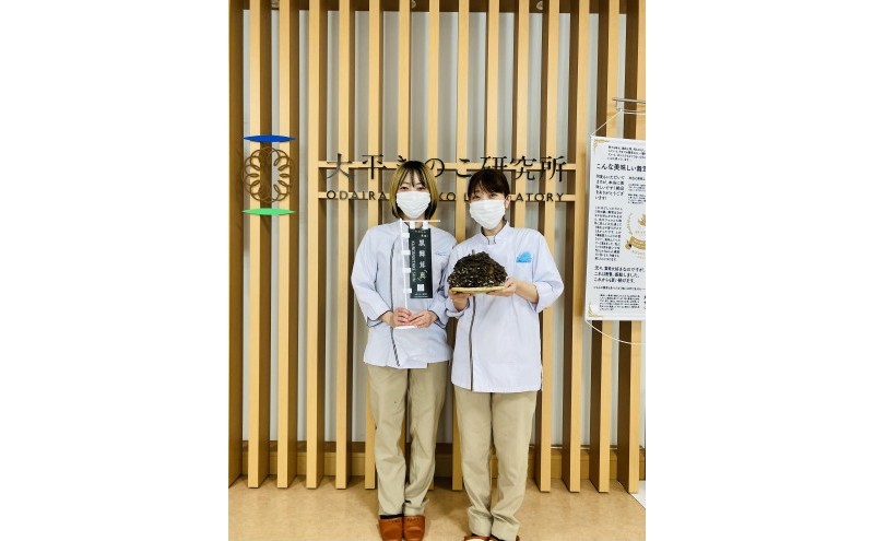 【ふるさと納税】黒舞茸「真」 1kg[52210652] きのこ マイタケ 　お届け：発注後、1か月程度（生育状況により出荷日数が前後する可能性もありますので、あらかじめ御承知おきください。） サムネイル3