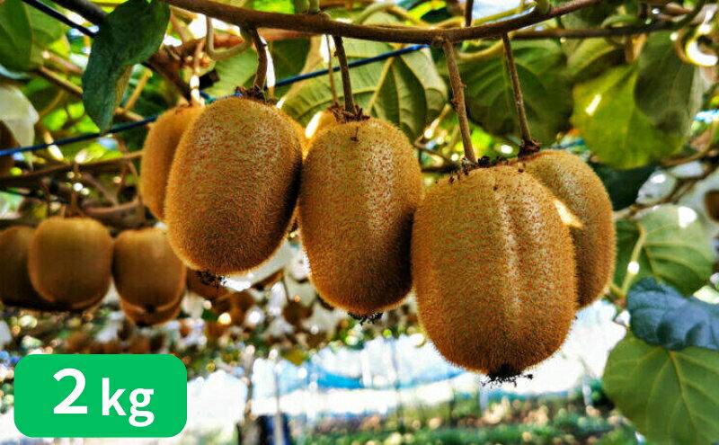 【ふるさと納税】山下果樹園のキウイフルーツ【ヘイワード】2kg[52210923] 果物 デザート グリーンキウイ 国産 日本産 国産キウイ 　お届け：2025年11月下旬～2026年1月上旬 サムネイル2