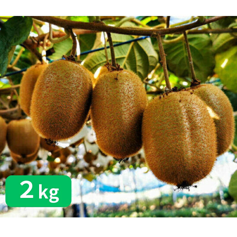 山下果樹園のキウイフルーツ【ヘイワード】2kg[52210923] 果物 デザート グリーンキウイ 国産 日本産 国産キウイ 　お届け：2025年11月下旬～2026年1月上旬