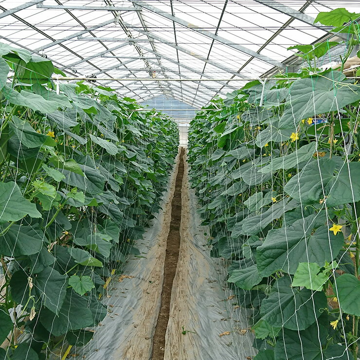 【ふるさと納税】【クール冷蔵】新鮮きゅうり【特別栽培農産物】 - 画像2