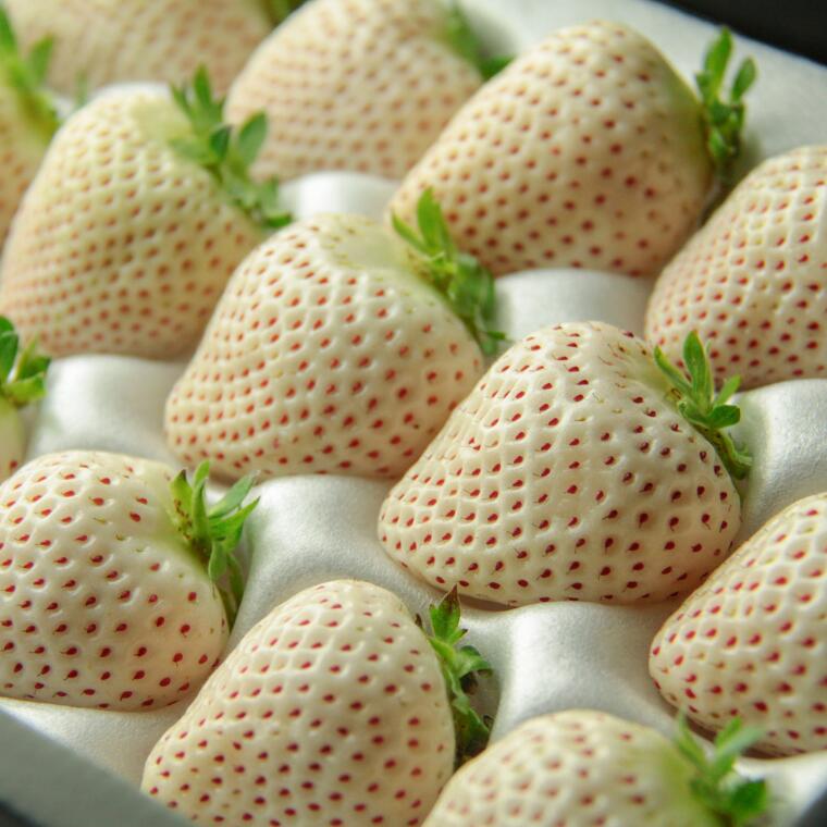 【ふるさと納税】【発送1月～】天使のいちご　350～400g　白いちご　【苺】 イチゴ おおきい スイーツ 果物 ふるさと納税 いちご うまい フルーツ 期間限定 人気いちご まるい 甘い いちご 旬 直送 おすすめいちご ストロベリー 苺ジャム いちご 好きのための いちご サムネイル3