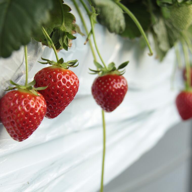 【ふるさと納税】発送1月～【先行受付】紅白いちご　2種食べ比べ　「あまりん」＆「天使のいちご」【苺】 イチゴ おおきい スイーツ あかい 果物 ふるさと納税 いちご うまい フルーツ 期間限定 人気いちご まるい 甘い いちご 旬 直送 おすすめいちご ストロベリー 苺ジャム サムネイル3