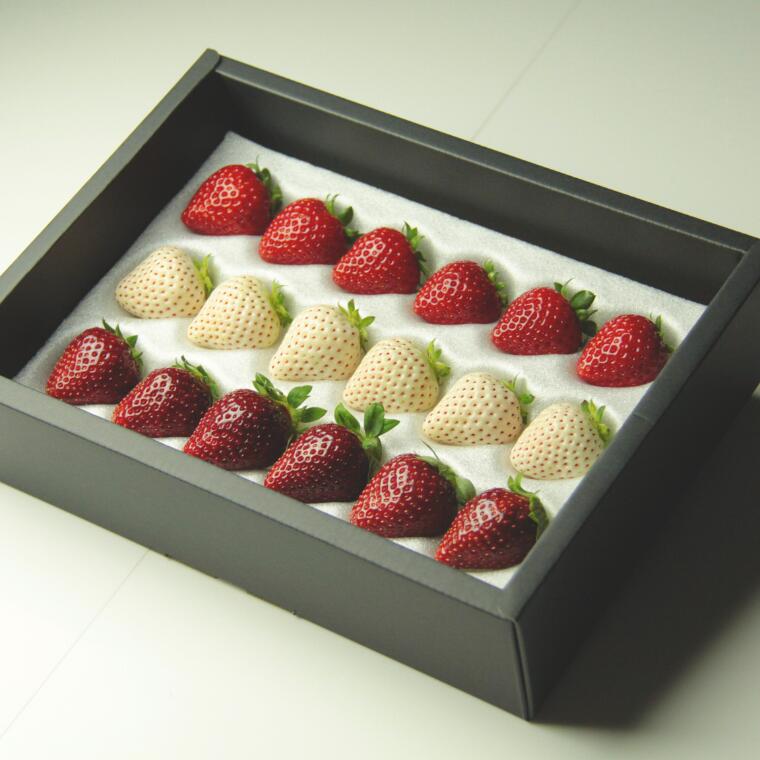 【ふるさと納税】発送1月～【先行受付】紅白いちご　2種食べ比べ　「あまりん」＆「天使のいちご」【苺】 イチゴ おおきい スイーツ あかい 果物 ふるさと納税 いちご うまい フルーツ 期間限定 人気いちご まるい 甘い いちご 旬 直送 おすすめいちご ストロベリー 苺ジャム サムネイル2