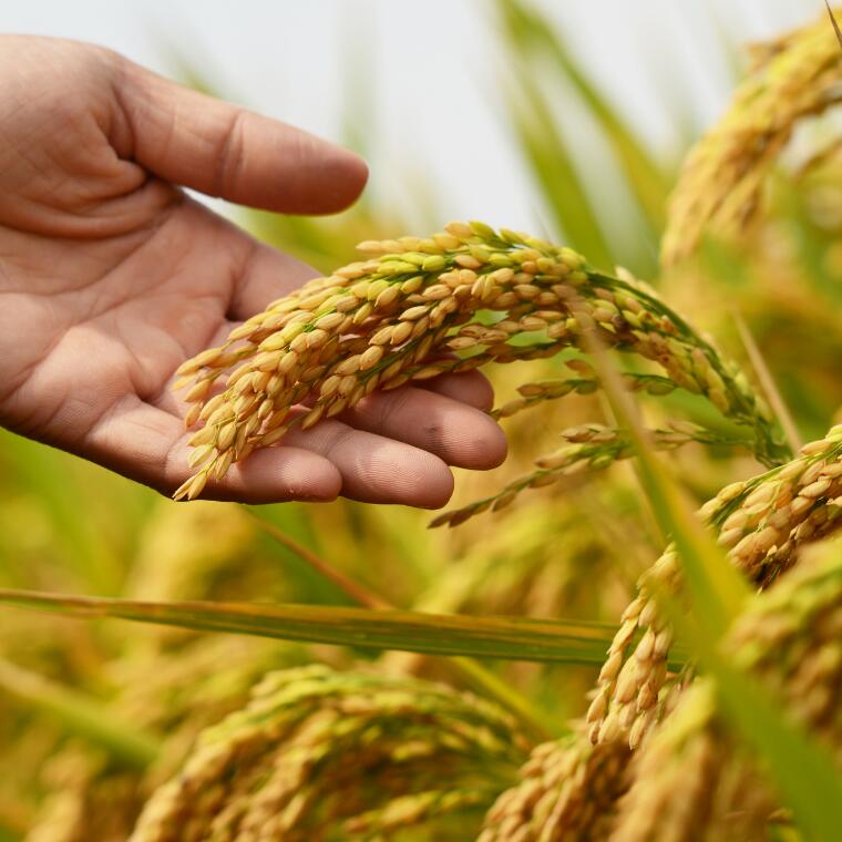 【ふるさと納税】先行受付中！《令和8年産》水野農園の加須市北川辺産 コシヒカリ 5kg 10kg 20kg（精米または玄米）数量限定お米 米 令和8年 こしひかり - 画像2