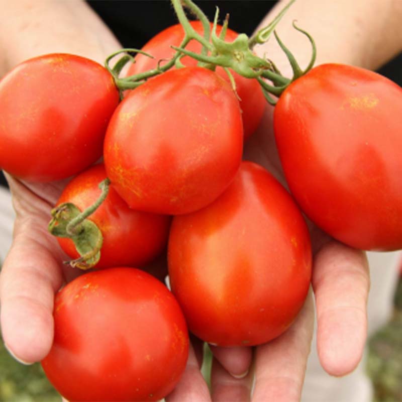 【ふるさと納税】カントリーハーヴェストギフトセット (ソース 3種、有機トマトケチャップ 2種、お弁当用中濃ソース) 調味料 セット 詰合せ 食品添加物不使用 有機 トマトケチャップ ケチャップ ソース とんかつ 中濃 ウスター ギフト 贈り物 食品 関東 F5K-236 サムネイル3