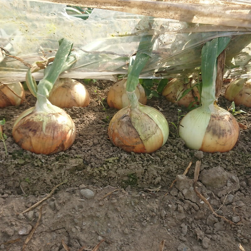 【ふるさと納税】 ≪2026年先行予約≫ 埼玉県本庄市産 小平ブランド 新玉ねぎ 8kg 2026年5月中旬から順次発送 野菜 やさい 玉葱 たまねぎ タマネギ オニオン 甘い 食品 関東 F5K-471 - 画像2