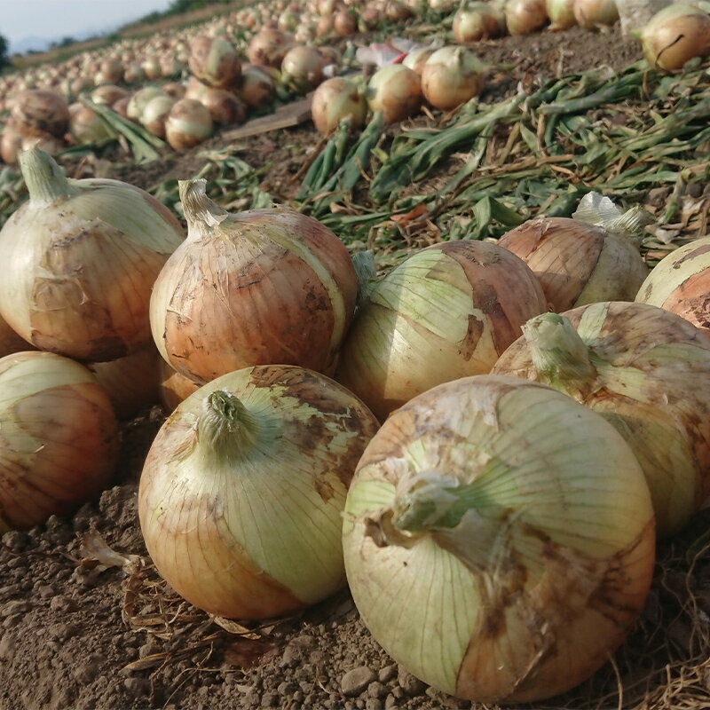 【ふるさと納税】 ≪2026年先行予約≫ 埼玉県本庄市産 小平ブランド 新玉ねぎ 8kg 2026年5月中旬から順次発送 野菜 やさい 玉葱 たまねぎ タマネギ オニオン 甘い 食品 関東 F5K-471 - 画像3