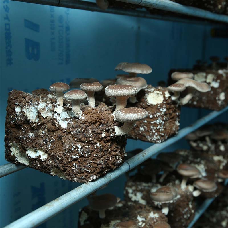 【ふるさと納税】 厳選最高級 生しいたけ『大国しいたけ』 1kg F5K-529 - 画像2