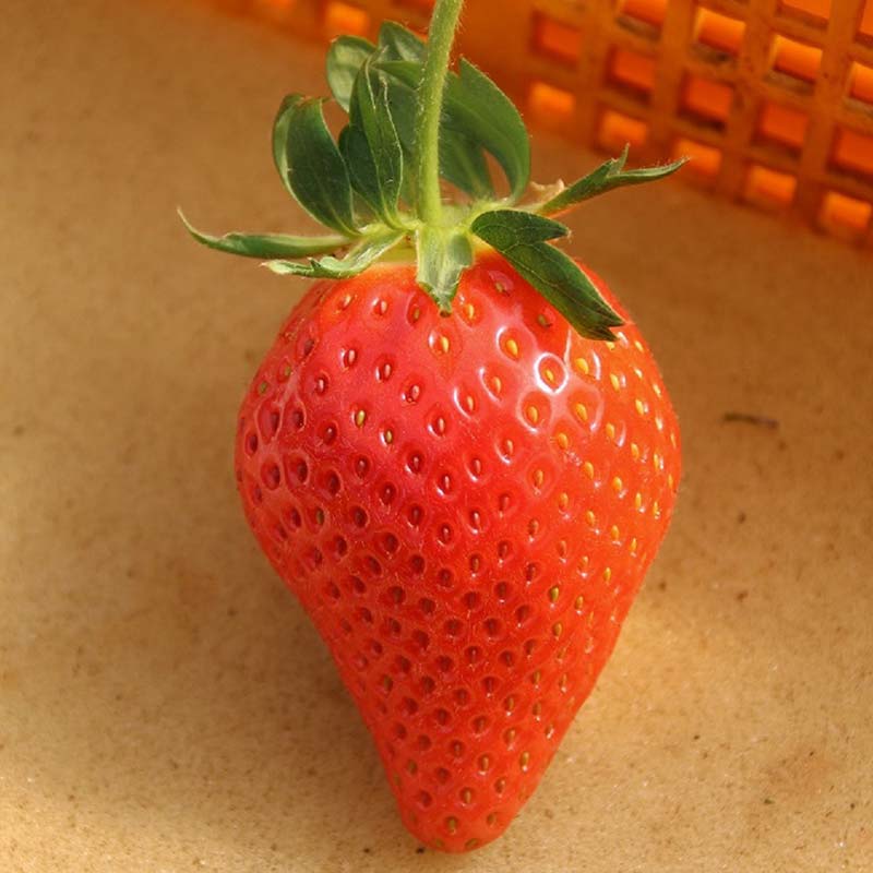 【ふるさと納税】 ≪先行予約≫埼玉県産 いちご あまりん 150g×4パック 2026年1月上旬から順次発送 苺 いちご ストロベリー 冬 果実 果物 くだもの フルーツ 話題 ブランド 甘い あまい デザート 贈答 贈り物 プレゼント ギフト 家庭 自宅 埼玉県 本庄市 F5K-538 サムネイル3