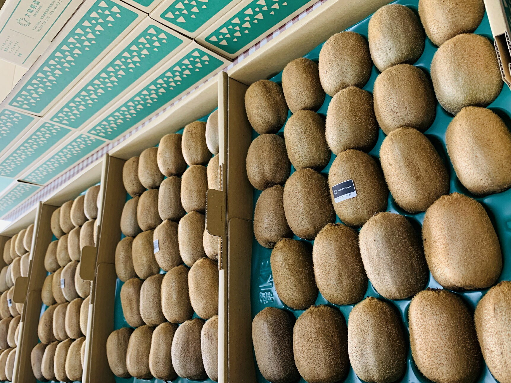 【ふるさと納税】【先行予約】【ヘイワード約3.6kg】贈答用大箱大晴農園のキウイフルーツ（BY004-2） サムネイル2