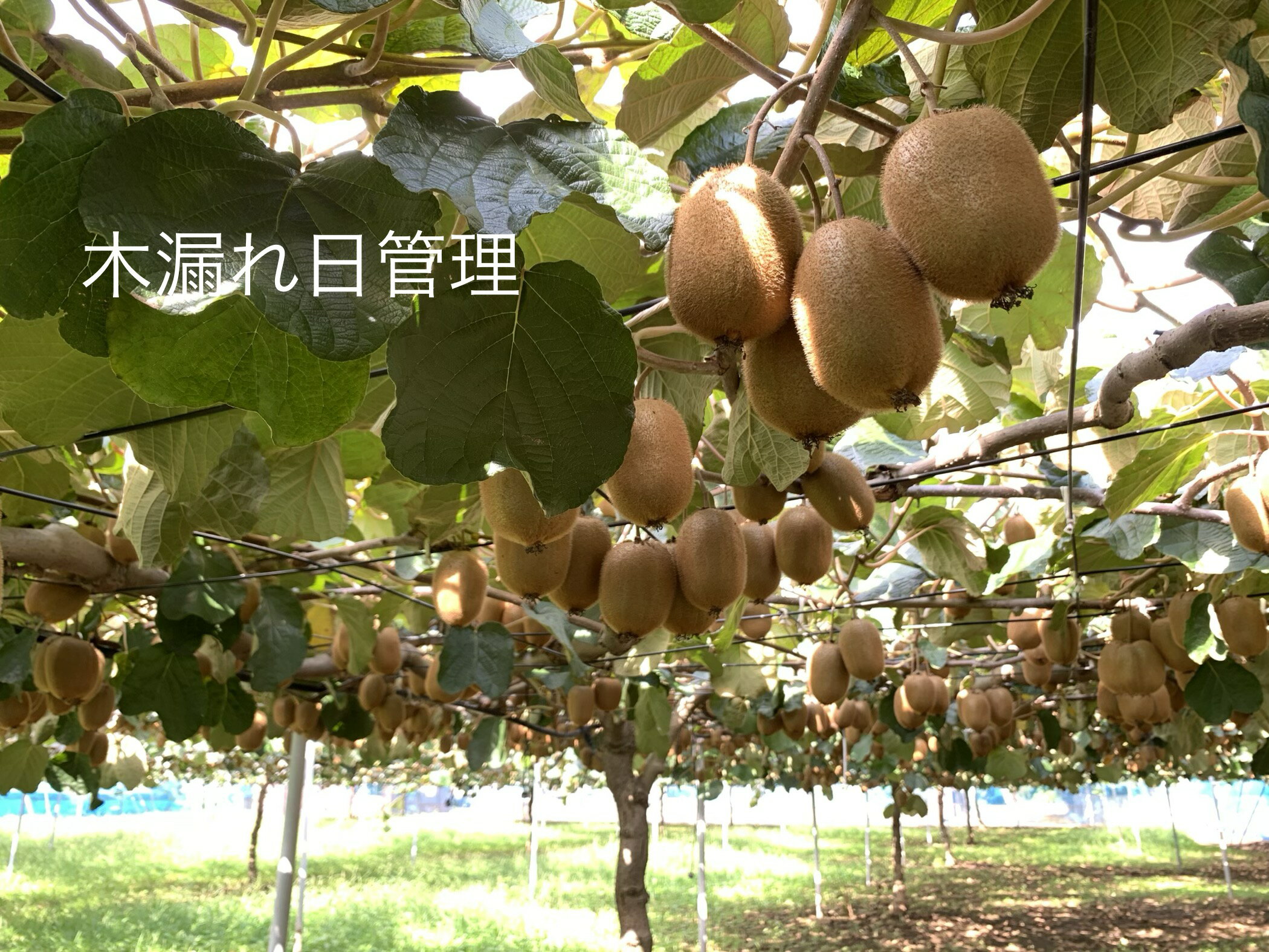 【ふるさと納税】【先行予約】【ヘイワード約3.6kg】贈答用大箱大晴農園のキウイフルーツ（BY004-2） サムネイル3