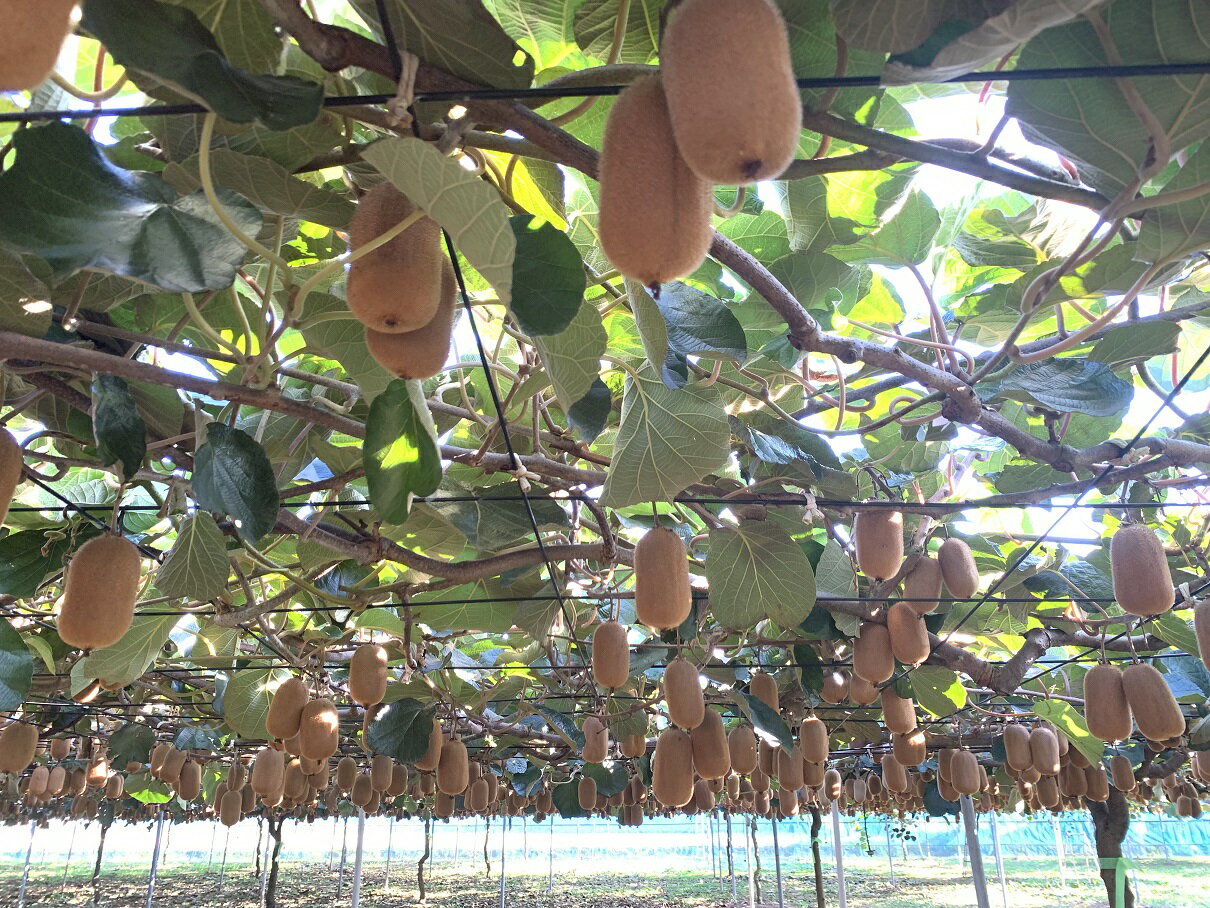 【ふるさと納税】【先行予約】香緑21～27玉入り【春日部市】大晴農園のキウイフルーツ（BY002-1） サムネイル3