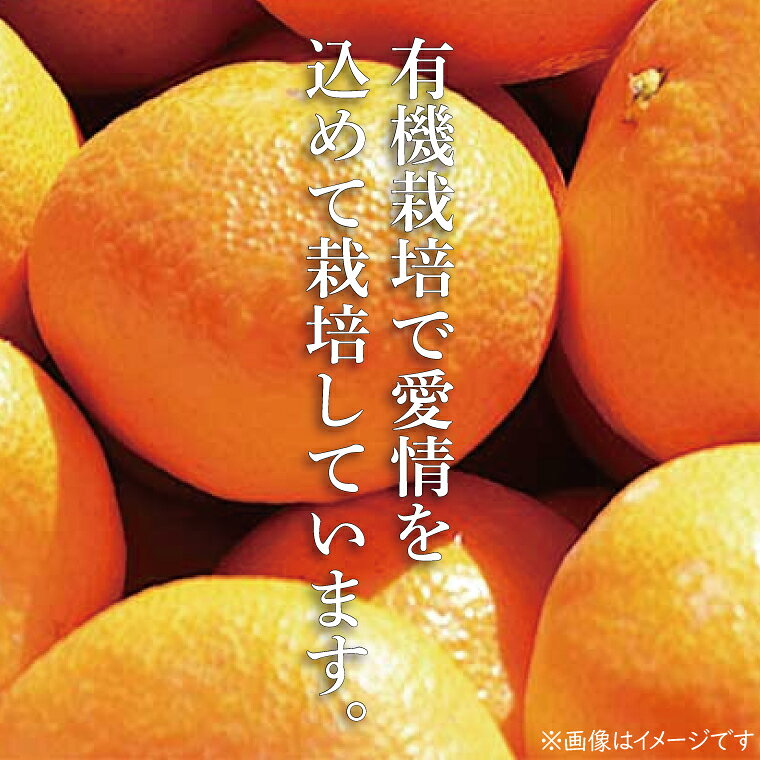 【ふるさと納税】大樹園のみかん（極早生）5kg【果物 有機栽培 美味しい 春日部市 埼玉県】（CH002-1） サムネイル2