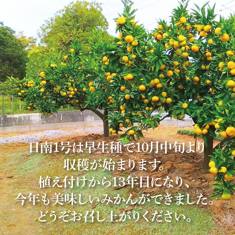 【ふるさと納税】大樹園のみかん（極早生）5kg【果物 有機栽培 美味しい 春日部市 埼玉県】（CH002-1） サムネイル3