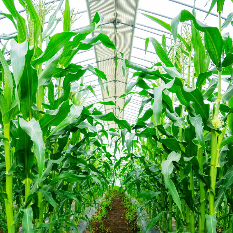 【ふるさと納税】 季節 野菜 詰め合わせ 選べる容量 500g 1kg 定期便 3回 ~ 12回 果物 産地直送 フルーツトマト ほうれんそう 白菜 キャベツ ブロッコリー そら豆 ヤングコーン とうもろこし 枝豆 ピーマン パプリカ ナス オクラ キュウリ 風の子ファーム 埼玉県 羽生市 - 画像3