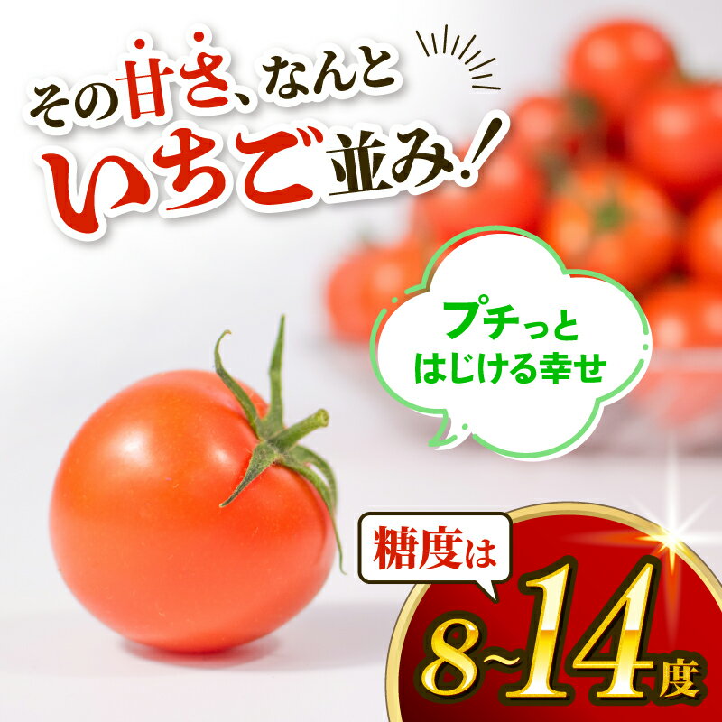 【ふるさと納税】 “予約受付” 訳あり トマト 1kg とまと 甘い 高糖度 フルーツ ミニトマト 訳アリ 野菜 果物 濃厚 産地直送 とれたて 徳用 規格外 不揃い 健康 美容 アンチエイジング 生活習慣病予防 フルーツトマト ごほうびとまと 株式会社風の子ファーム 埼玉県 羽生市 サムネイル2