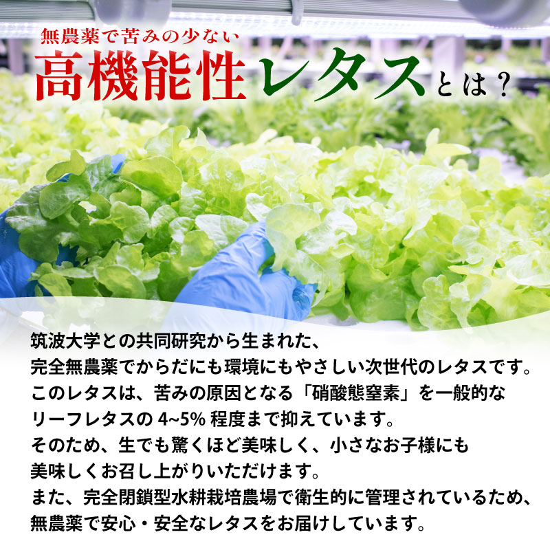 【ふるさと納税】 訳あり 高機能性 レタス 無農薬 選べる容量 700g~1kg サラダ 選べる3品種 フリルレタス グリーンリーフ グリーンオーク 産地直送 高機能性野菜 水耕栽培 新鮮 健康 弁当 フードロス ダイエット ベジタブル ヴィーガン ベジタリアン アイクス 埼玉県 羽生市 - 画像2