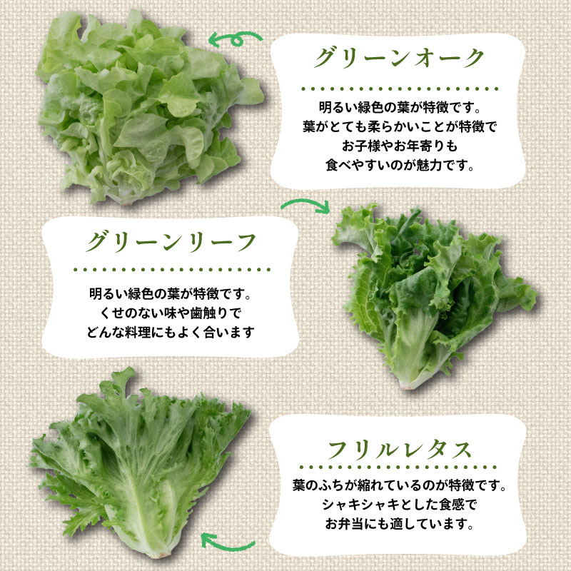 【ふるさと納税】 訳あり 高機能性 レタス 無農薬 選べる容量 700g~1kg サラダ 選べる3品種 フリルレタス グリーンリーフ グリーンオーク 産地直送 高機能性野菜 水耕栽培 新鮮 健康 弁当 フードロス ダイエット ベジタブル ヴィーガン ベジタリアン アイクス 埼玉県 羽生市 - 画像3