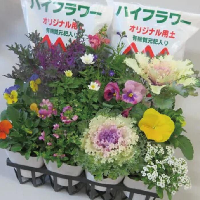 【ふるさと納税】 訳あり 品種お任せ 季節のお花 選べる セット 24ポット 12ポット 寄せ植え 花 ガーデニング 園芸 花苗 お花 寄植え ハイフラワー 埼玉県 羽生市 - 画像3
