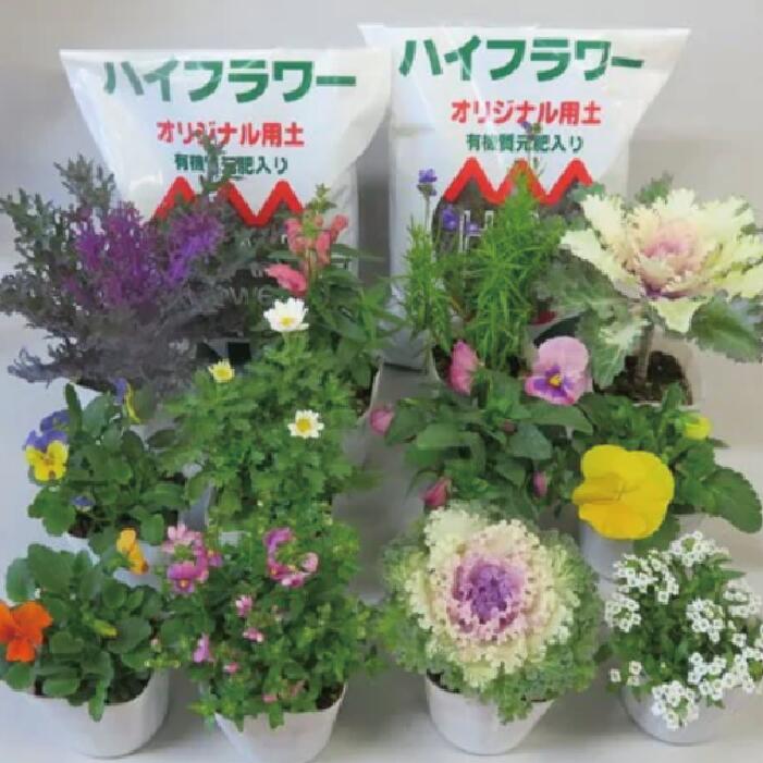 【ふるさと納税】 訳あり 品種お任せ 季節のお花 選べる セット 24ポット 12ポット 寄せ植え 花 ガーデニング 園芸 花苗 お花 寄植え ハイフラワー 埼玉県 羽生市 - 画像2