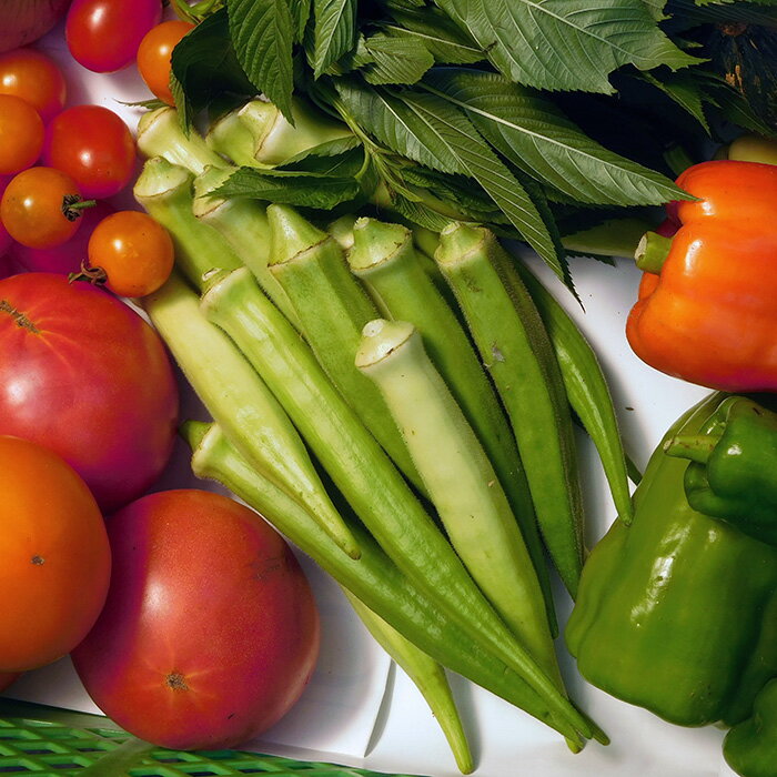 【ふるさと納税】ガバレ農場の季節の有機野菜詰め合わせセット［No.058］ - 画像3