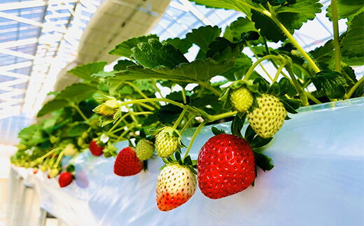 【ふるさと納税】＜先行受付＞埼玉県ブランドいちご『あまりん』　12～18粒　【11218-0033】　# いちご 深谷 深谷市 あまりん いちご畑花園 サムネイル2