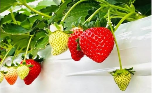 【ふるさと納税】＜先行受付＞埼玉県ブランドいちご『あまりん』　12～18粒　【11218-0033】　# いちご 深谷 深谷市 あまりん いちご畑花園 サムネイル3