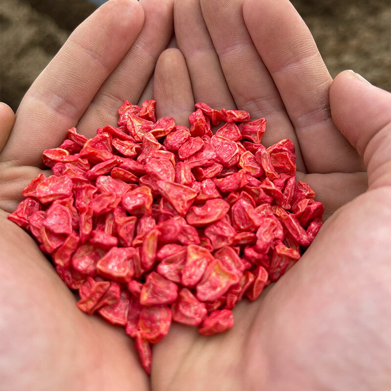 【ふるさと納税】農家直送！とうもろこし　ドルチェドリーム　10本箱詰め　【11218-0925】 スイートコーン トウモロコシ 朝採れ 甘い 高糖度 夏野菜 野菜 ギフト お中元 コーン 六次産業協同組合 農業王国ふかや 深谷 深谷市 - 画像3