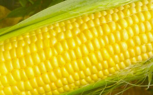 【ふるさと納税】＜先行予約＞【6・7月出荷】農家直送！とうもろこし（ゴールドラッシュ）箱詰め　【11218-0293】 スイートコーン トウモロコシ ゴールドラッシュ 朝採れ 甘い 高糖度 夏野菜 野菜 ギフト お中元 コーン 六次産業協同組合 農業王国ふかや 深谷 深谷市 - 画像2