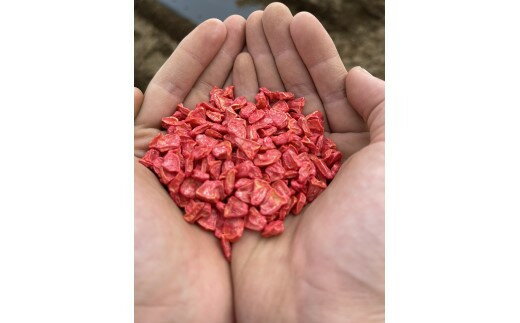 【ふるさと納税】＜先行予約＞【6・7月出荷】農家直送！とうもろこし（ゴールドラッシュ）箱詰め　【11218-0293】 スイートコーン トウモロコシ ゴールドラッシュ 朝採れ 甘い 高糖度 夏野菜 野菜 ギフト お中元 コーン 六次産業協同組合 農業王国ふかや 深谷 深谷市 - 画像3