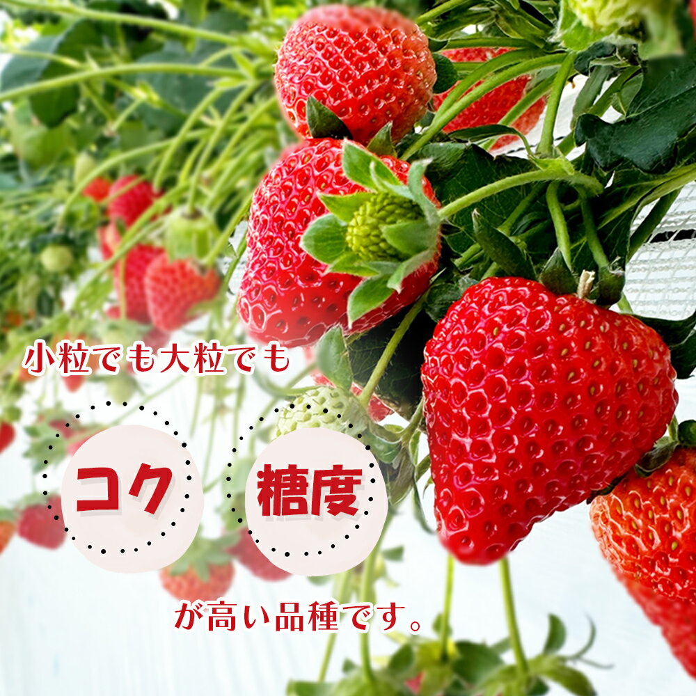 【ふるさと納税】Angelina berrys farm あまりん16粒～40粒　2パック入り箱詰めいちご　【11218-0540】　# いちご 深谷 深谷市 朝採れ あまりん 完熟 甘い 糖度 アンジェリーナベリーズファーム 埼玉県 - 画像2