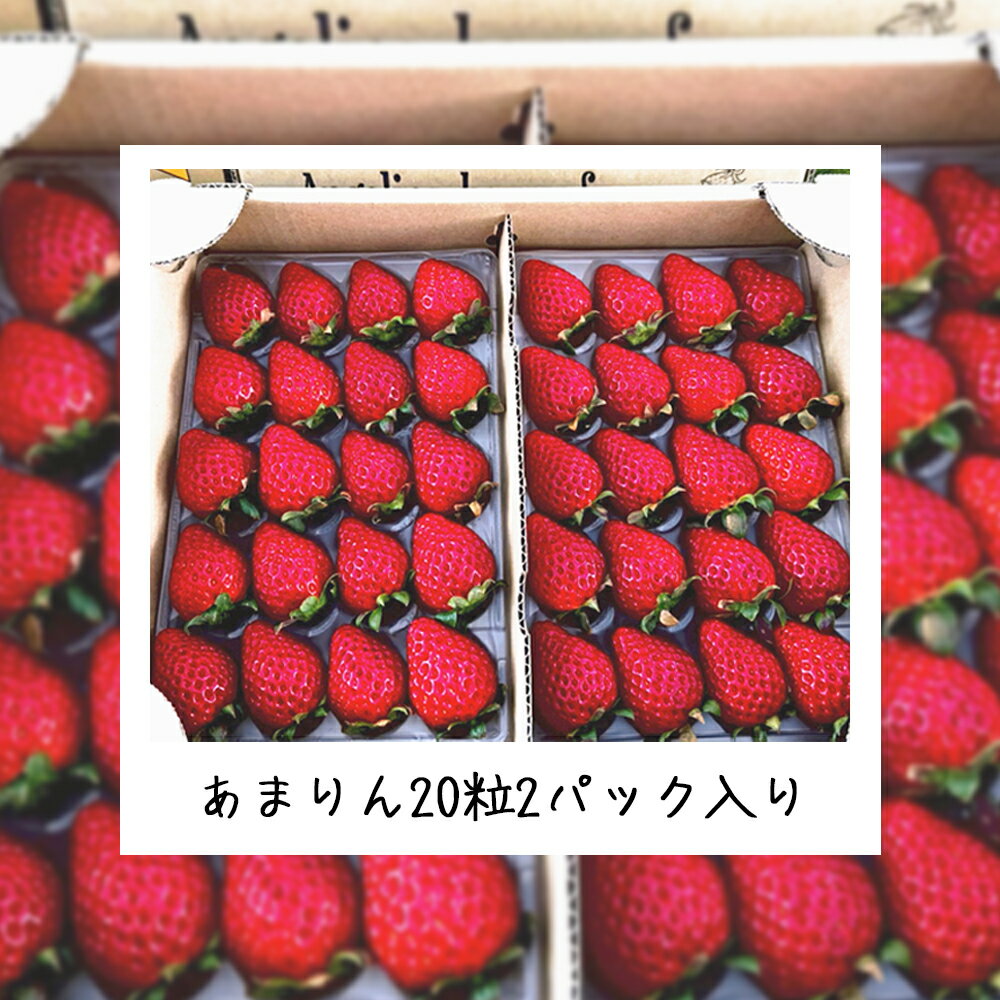【ふるさと納税】Angelina berrys farm あまりん16粒～40粒　2パック入り箱詰めいちご　【11218-0540】　# いちご 深谷 深谷市 朝採れ あまりん 完熟 甘い 糖度 アンジェリーナベリーズファーム 埼玉県 - 画像3