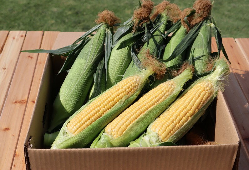 【ふるさと納税】＜先行受付：6月上旬以降出荷予定＞吉田さんちのトウモロコシ（ゴールドラッシュ）2L以上12本入り　【11218-0433】　# とうもろこし ゴールドラッシュ 深谷 深谷市 - 画像2