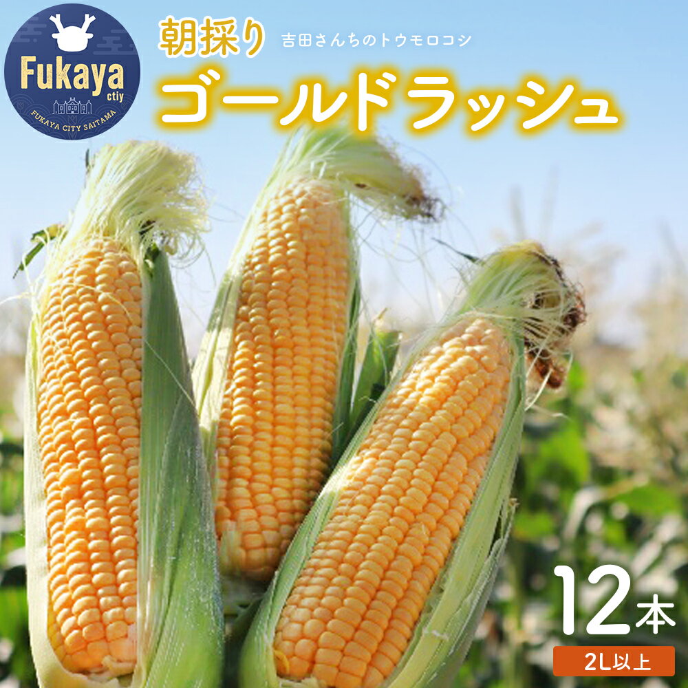 ＜先行受付：6月上旬以降出荷予定＞吉田さんちのトウモロコシ（ゴールドラッシュ）2L以上12本入り　【11218-0433】　# とうもろこし ゴールドラッシュ 深谷 深谷市