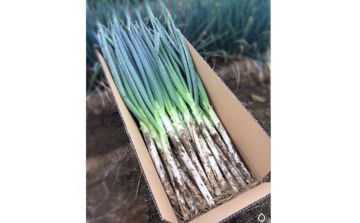 【ふるさと納税】土付き深谷ネギ　5kg　【11218-0397】　# 深谷ねぎ ねぎ 深谷 深谷市 土付き ドロ - 画像2