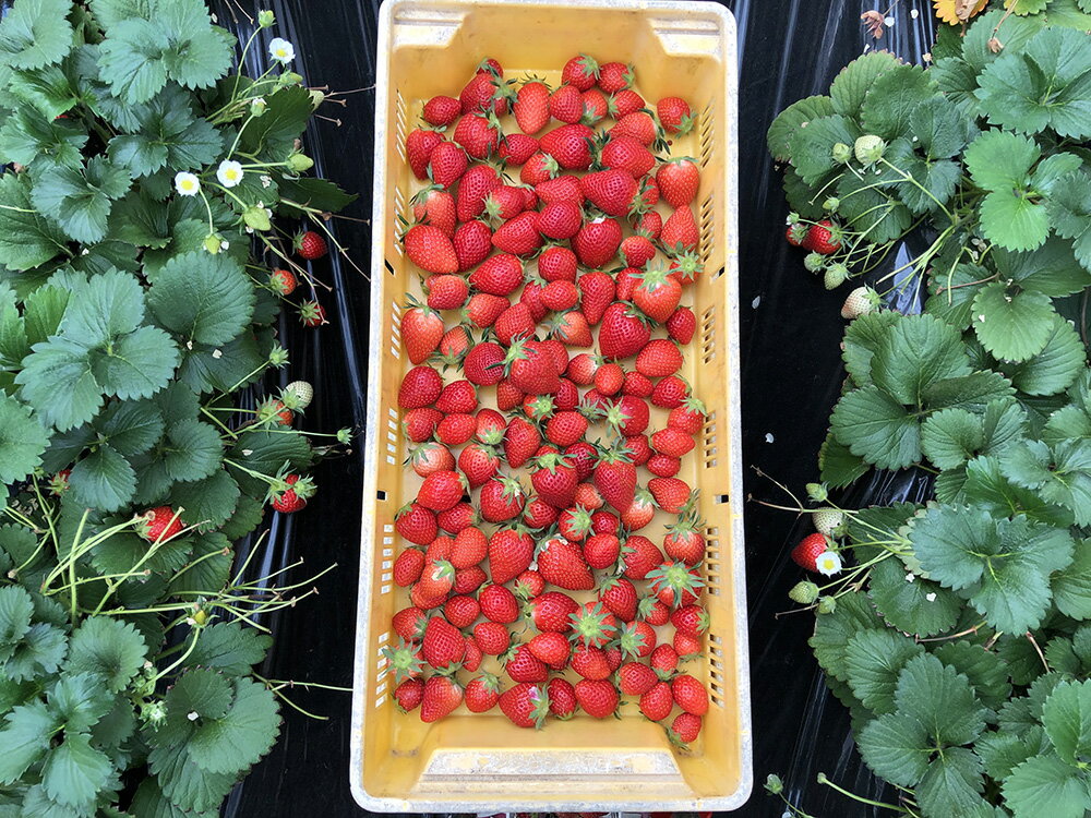 【ふるさと納税】〈先行予約〉深谷市産苺　あまりん、やよいひめ食べ比べセット（4パック入り）※2パックずつ　【11218-0661】# いちご イチゴ 深谷 深谷市 朝採れ 完熟 甘い 糖度 詰合せ 詰め合わせ 埼玉県 深谷市 木口農園 サムネイル2