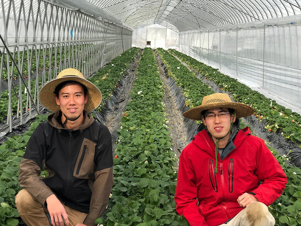 【ふるさと納税】〈先行予約〉深谷市産苺　あまりん、やよいひめ食べ比べセット（4パック入り）※2パックずつ　【11218-0661】# いちご イチゴ 深谷 深谷市 朝採れ 完熟 甘い 糖度 詰合せ 詰め合わせ 埼玉県 深谷市 木口農園 サムネイル3