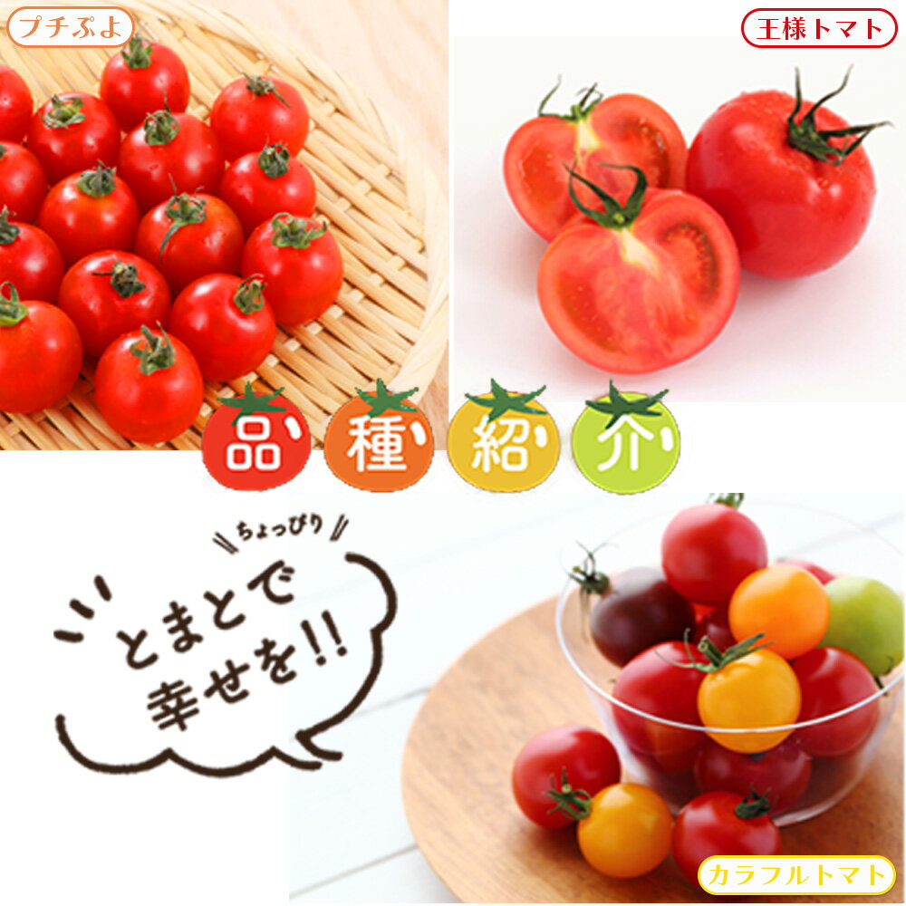 【ふるさと納税】トマト詰め合わせ3点セット　【11218-0714】 - 画像3