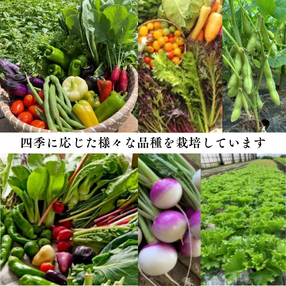 【ふるさと納税】Chavi Peltofarmの季節のオーガニック農産物（有機認証農産物）5～8種 | JAS有機認証取得 有機 認証 農産物 オーガニック 野菜 野菜の詰め合わせ 野菜の詰合せ やさい DaisyFresh chavi pelto 直送 新鮮 美味しい 埼玉県 草加市 - 画像2
